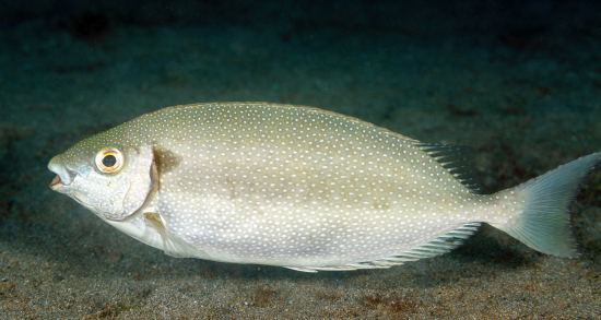  Siganus canaliculatus (White-spotted Spinefoot Rabbitfish)